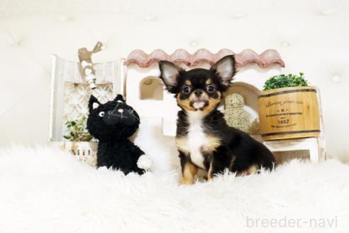 成約済の佐賀県のチワワ(ロングコート)-379467の4枚目