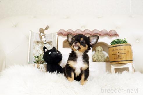 成約済の佐賀県のチワワ(ロングコート)-379467の3枚目