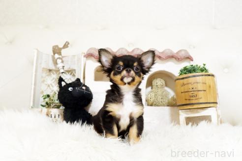 成約済の佐賀県のチワワ(ロングコート)-379467の2枚目