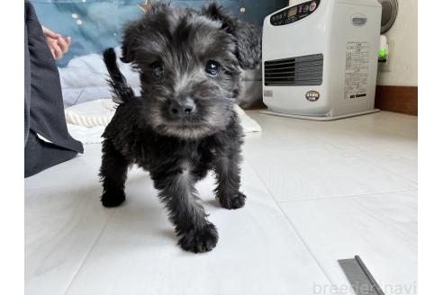 商談中の北海道のミックス犬-381944の13枚目