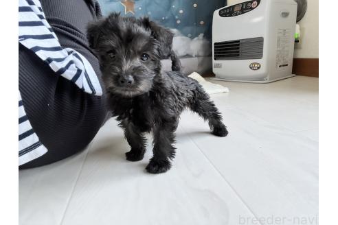 商談中の北海道のミックス犬-381944の12枚目