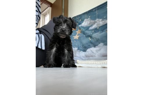 商談中の北海道のミックス犬-381944の9枚目