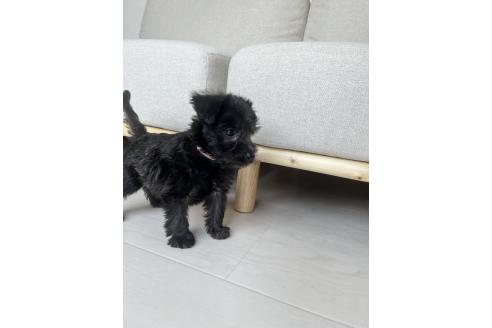 商談中の北海道のミックス犬-381944の7枚目