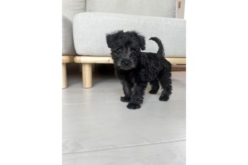 商談中の北海道のミックス犬-381944の2枚目