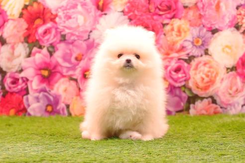 販売中の茨城県のポメラニアン-382868の8枚目
