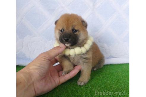 成約済の静岡県の柴犬-387863の5枚目