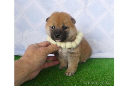 成約済の静岡県の柴犬-387863の3枚目