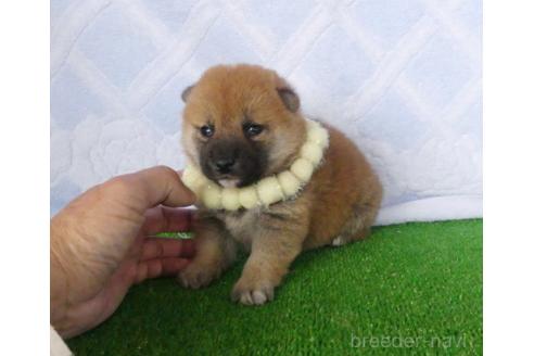 成約済の静岡県の柴犬-387863の4枚目