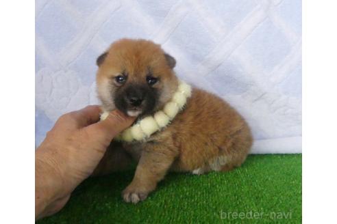 成約済の静岡県の柴犬-387863の2枚目