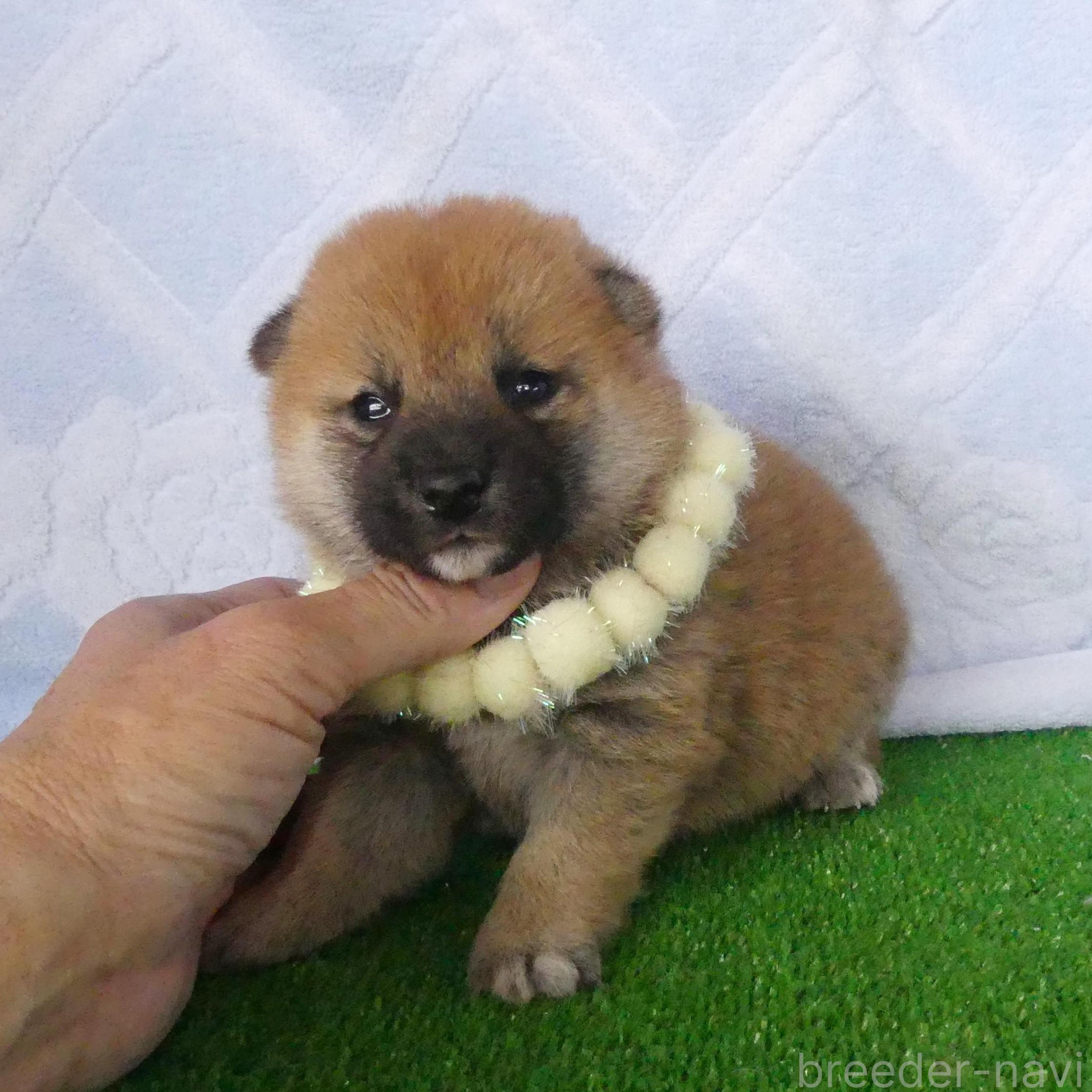 成約済の静岡県の柴犬-387863