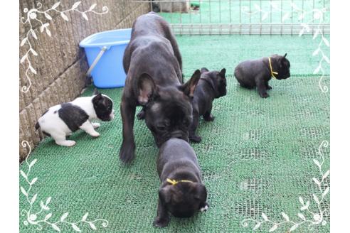 成約済の神奈川県のフレンチブルドッグ-387345の7枚目