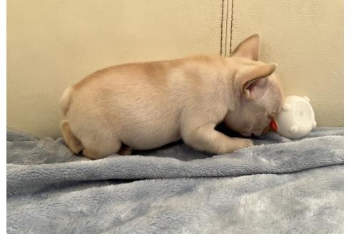 販売中の千葉県のフレンチブルドッグ-387875の3枚目