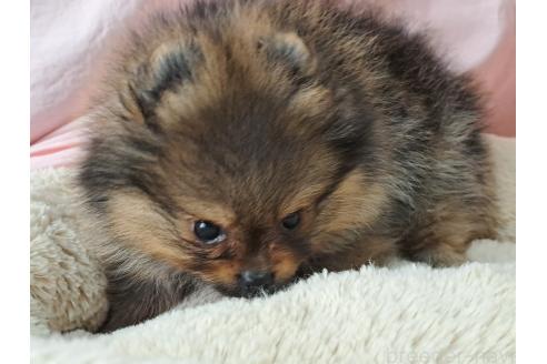 成約済の愛知県のポメラニアン-378539の5枚目