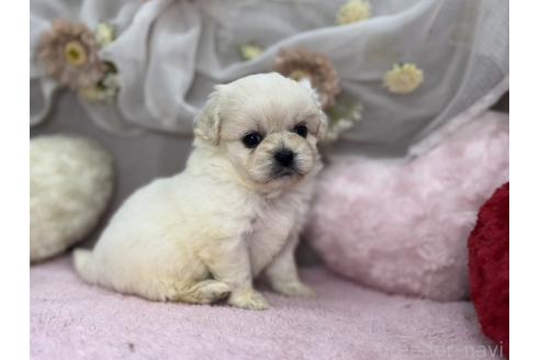 販売中の三重県のミックス犬-387889の3枚目