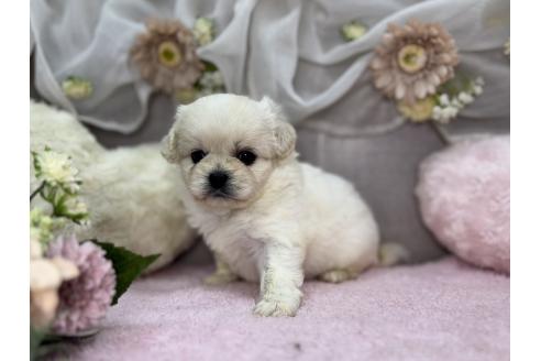 販売中の三重県のミックス犬-387889の2枚目