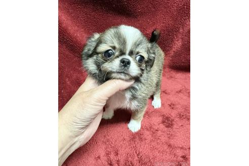商談中の福島県のミックス犬-380464の3枚目