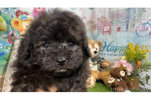 販売中の埼玉県のタイニープードル-387897の6枚目