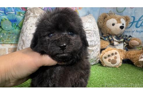 販売中の埼玉県のタイニープードル-387897の2枚目