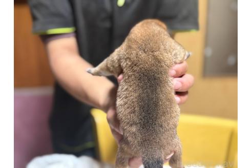 販売中の千葉県の豆柴-368469の2枚目