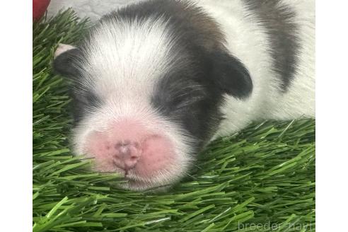 販売中の茨城県のミックス犬-387908の1枚目