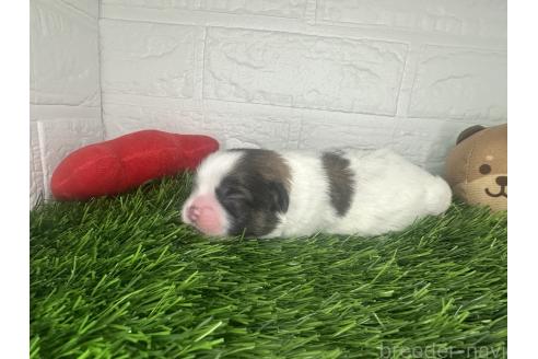 販売中の茨城県のミックス犬-387908の6枚目