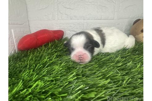 販売中の茨城県のミックス犬-387908の5枚目