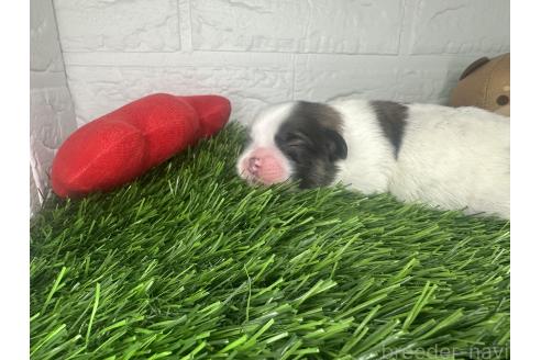 販売中の茨城県のミックス犬-387908の4枚目