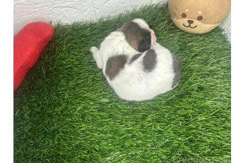 販売中の茨城県のミックス犬-387908の3枚目