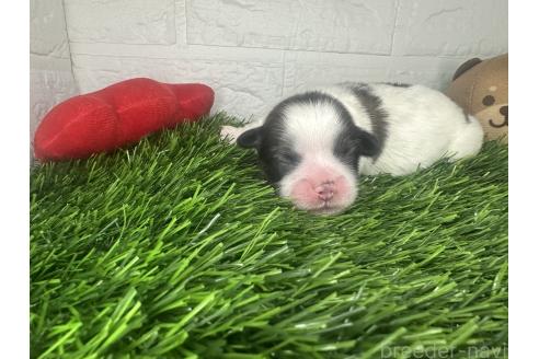 販売中の茨城県のミックス犬-387908の2枚目