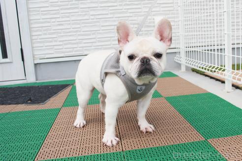 販売中の京都府のフレンチブルドッグ-315432の7枚目