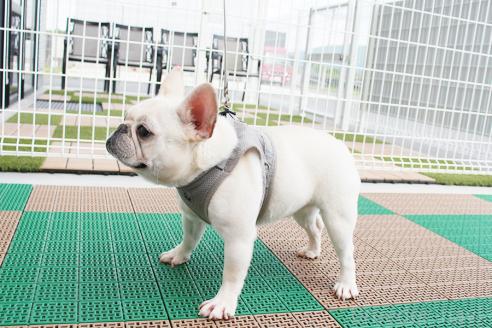 販売中の京都府のフレンチブルドッグ-315432の2枚目