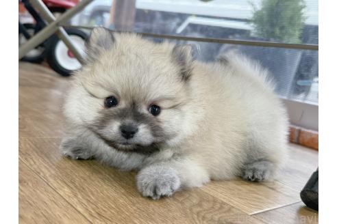 販売中の神奈川県のポメラニアン-387914の5枚目