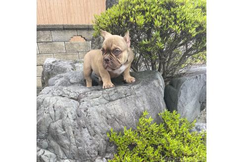 販売中の滋賀県のエキゾチックブリー-377210の4枚目
