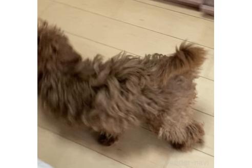 商談中の愛知県のトイプードル-370389の2枚目