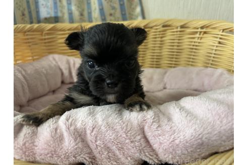 販売中の岡山県のミックス犬-386074の14枚目