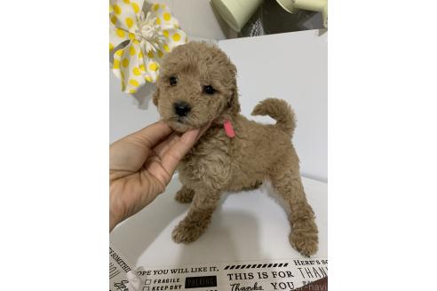 販売中の千葉県のミディアムプードル-387931の7枚目