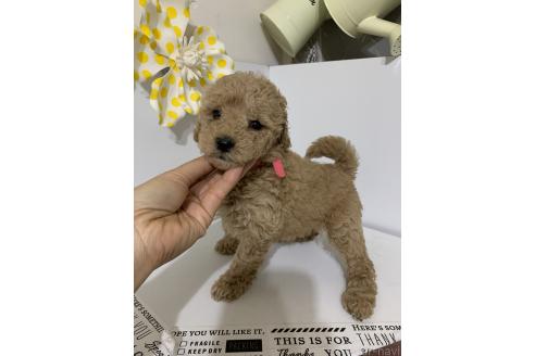 販売中の千葉県のミディアムプードル-387931の6枚目