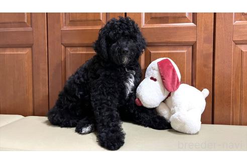販売中の茨城県のミックス犬-373144の4枚目