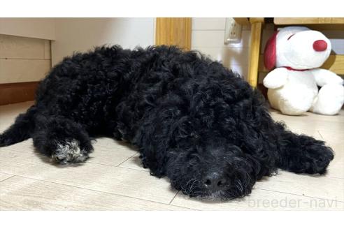 販売中の茨城県のミックス犬-373144の5枚目