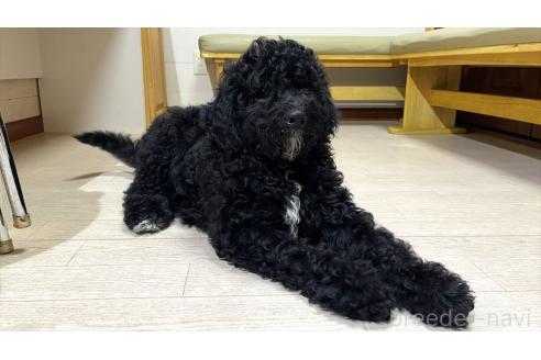 販売中の茨城県のミックス犬-373144の3枚目