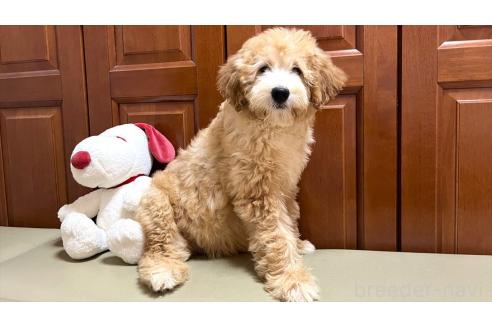 販売中の茨城県のミックス犬-373145の8枚目