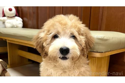 販売中の茨城県のミックス犬-373145の7枚目