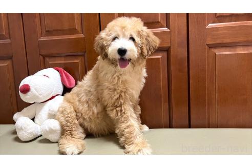 販売中の茨城県のミックス犬-373145の6枚目