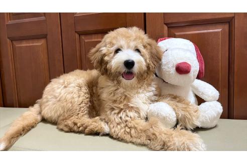 販売中の茨城県のミックス犬-373145の5枚目