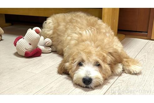 販売中の茨城県のミックス犬-373145の4枚目