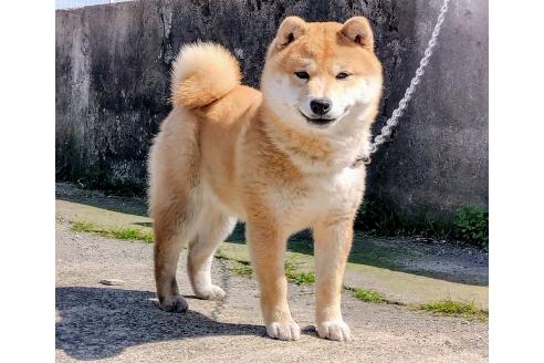 成約済の鹿児島県の豆柴-383727の3枚目