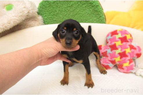 成約済の大阪府のミニチュアピンシャー(ミニピン)-387953の1枚目