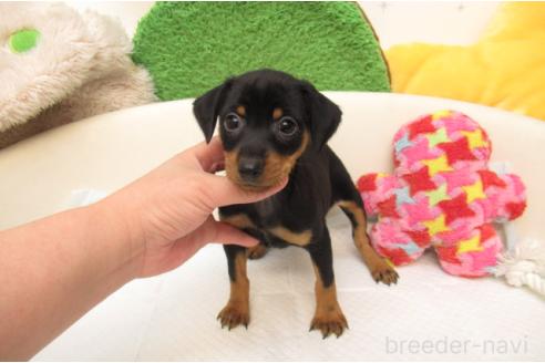 成約済の大阪府のミニチュアピンシャー(ミニピン)-387953の2枚目