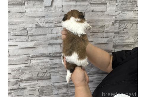 販売中の大阪府のシーズー-387960の13枚目