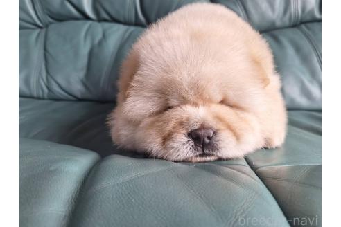 販売中の千葉県のチャウチャウ-387965